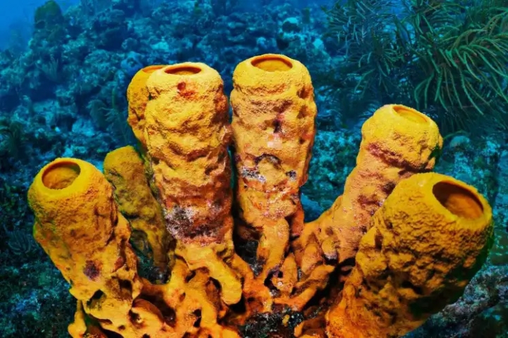 Primeras criaturas de la Tierra podrían haber sido simples esponjas marinas