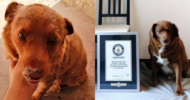 ¡Cómo se atreven! Le quitan a Bobi el récord Guinness al perro más viejo del mundo