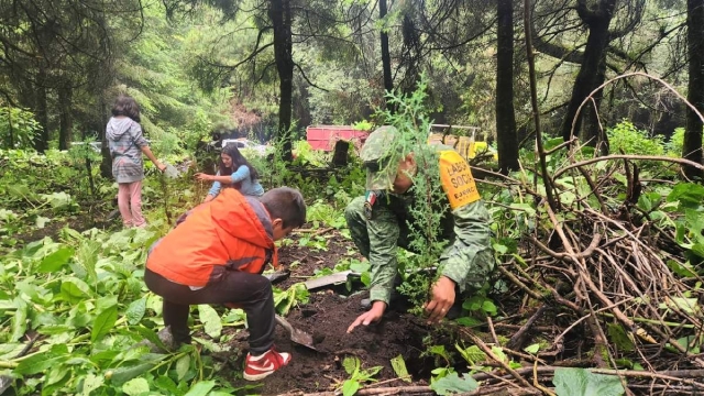 La Sedena inició la campaña de reforestación 2023. 