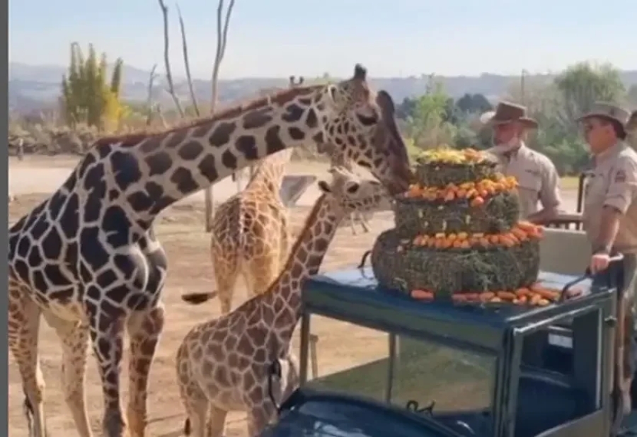 Africam Safari integra a la jirafa Benito con su nueva familia