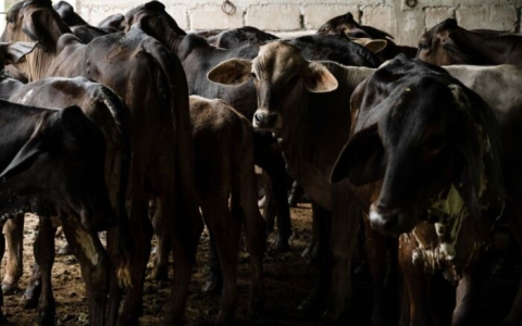 Autoridades confirman primer caso de gusano barrenador en Michoac&aacute;n