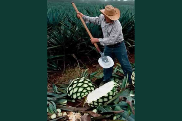 La bebida que producen los agaveros de Miacatlán es considerada de alta calidad.
