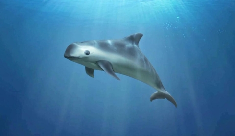 Día Internacional de la Vaquita Marina: un llamado urgente por su conservación