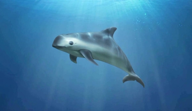 Día Internacional de la Vaquita Marina: un llamado urgente por su conservación