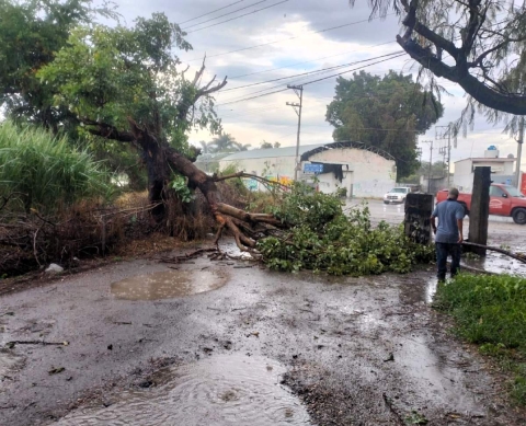Árboles derribados deja fuerte lluvia en Ayala