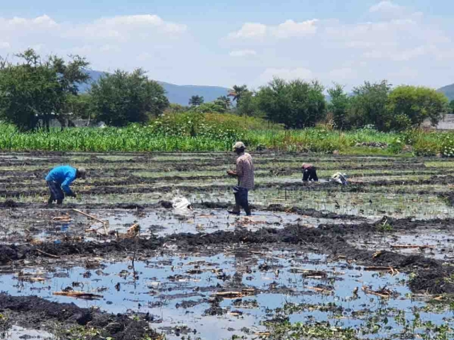 El dirigente comentó que los productores prefieren no contratar maquinaria que sólo les ahorra mil pesos y mejor darles trabajo a las personas.