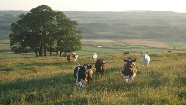 Un caso de enfermedad de las vacas locas es detectado en Estados Unidos