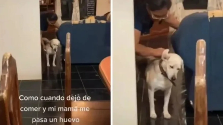 ¡Se empacho! Perrito deja de comer y su dueña le pasa un huevo para curarlo