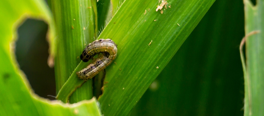 Expertos impulsan el control etológico de insectos como alternativa a los pesticidas