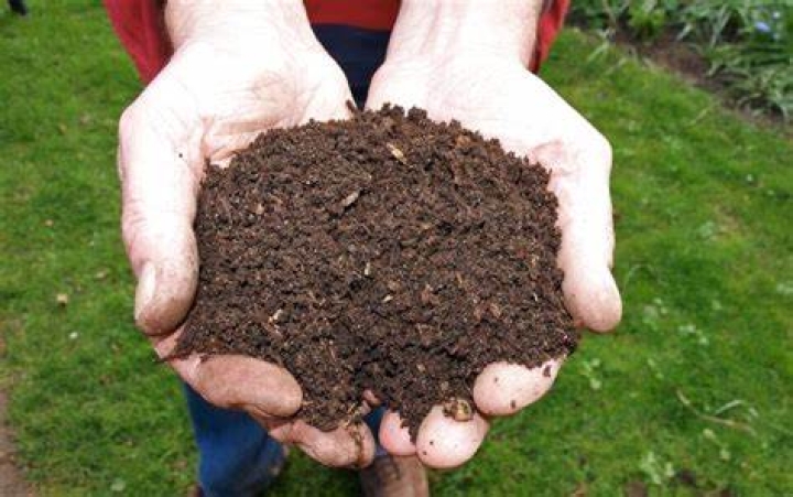 Abono con zanahoria: el truco que te salvará esta primavera