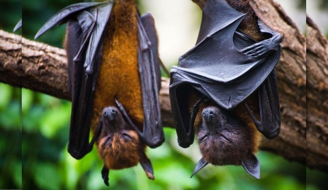 Día de Apreciación de los Murciélagos: Conoce su rol vital en el ecosistema