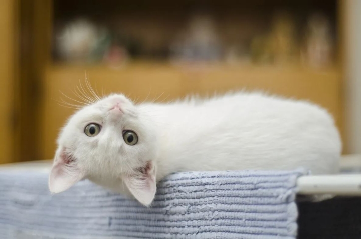 Científicos creen que pueden crear gatos 100% hipoalergénicos