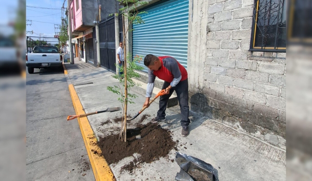 Colonia Azteca en Temixco se suma a la plantación de árboles