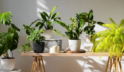 5 plantas de interior que eliminan la humedad en tu hogar, ¡adiós moho!