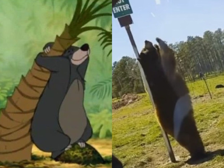 Video viral: Oso &#039;bailarín&#039; encanta a internet; lo comparan con &#039;Baloo&#039;