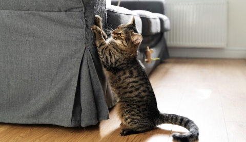 ¿Por qué los gatos arañan los muebles y cómo evitar que lo sigan haciendo?