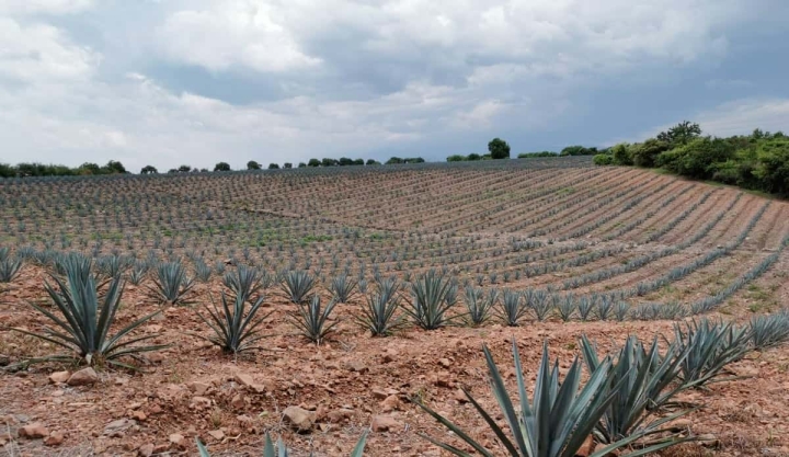 Destilados de agave morelense