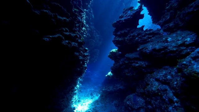 Crustáceo gigante habita el 59 % de los océanos, revela nuevo estudio