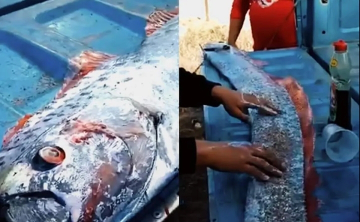 ¿Engañoso? Reportan en redes sociales el hallazgo de un pez remo en Sonora