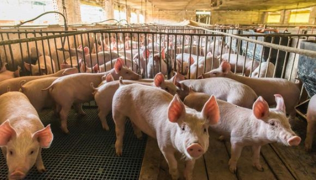 Productores de cerdos piden más apoyos gubernamentales