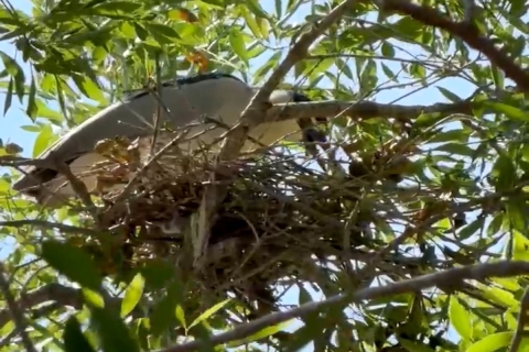 Alerta sanitaria por aves migratorias en secundaria de R&iacute;o Bravo, Tamaulipas