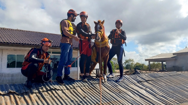 Rescatan a &#039;Caramelo&#039;, un caballo atrapado tras inundacionesen Brasil