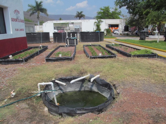 El sistema de acuaponía de Tlaquiltenango, que no es operado por un especialista, ya dio sus primeros resultados y esperan obtener la segunda cosecha en unos meses.