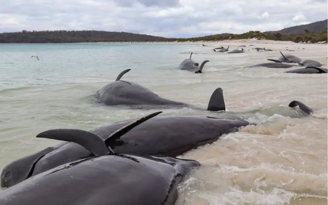 Más de 30 ballenas piloto mueren varadas en playa de Australia