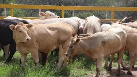 Aumentan 500 casos de gusano barrenador del ganado en una semana