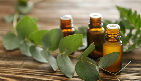 Cómo hacer aceite de eucalipto casero y sus increíbles beneficios