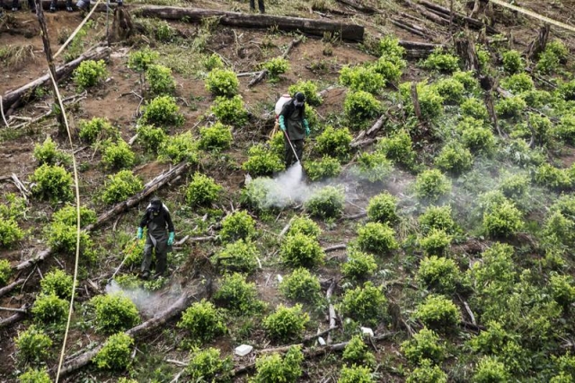 En auge, cultivo de coca en Colombia