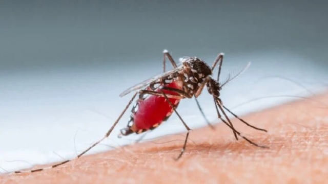 El dengue alcanza niveles récord debido al aumento de las temperaturas