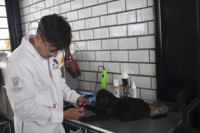 Abren en la CDMX el primer hotel para perros y gatos abandonados