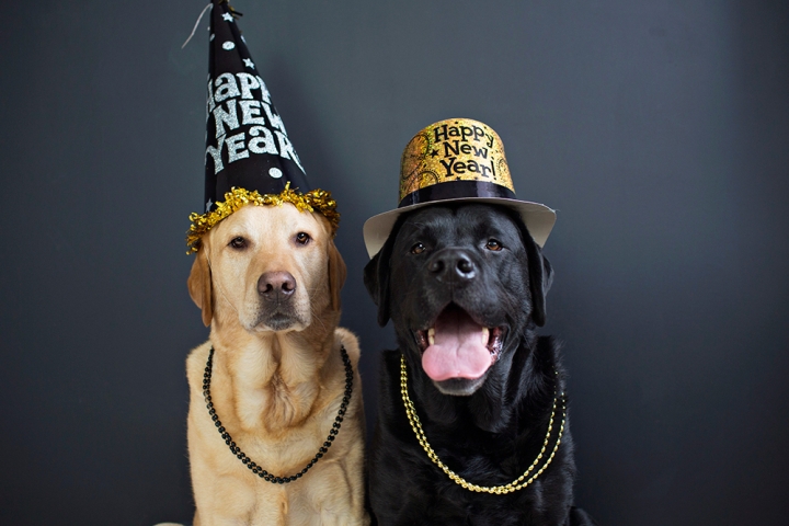 Consejos para proteger a tu mascota del estrés en Año Nuevo