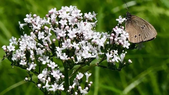 Aprende a cultivar valeriana en maceta y obtén todos sus beneficios