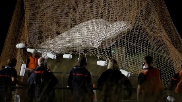 Sacrifican a beluga tras ser rescatada en el río Sena