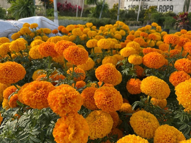 Cempasúchil, la flor que da color y vida a las ofrendas