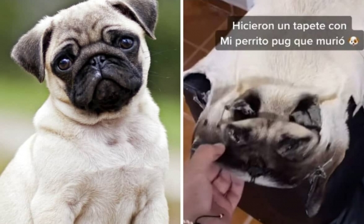 TikToker muestra un tapete hecho con la piel de su pug.