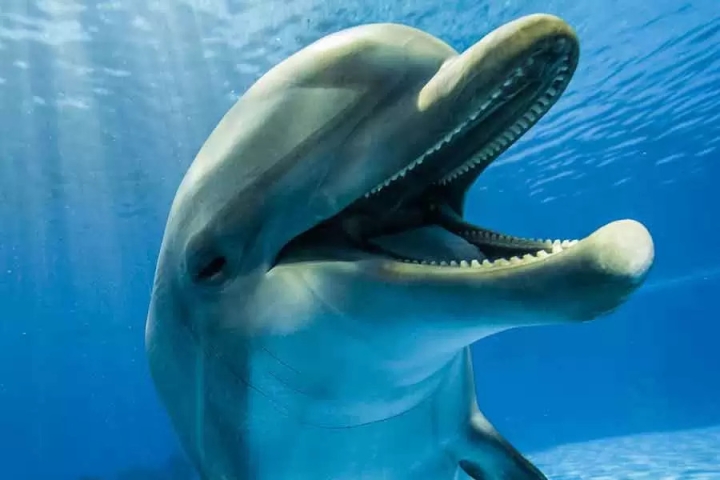 Estudio revela que delfines usan silbidos como expresiones emocionales