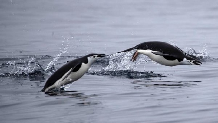 Científicos describen a los pingüinos gigantes que existieron hace 60 millones de años