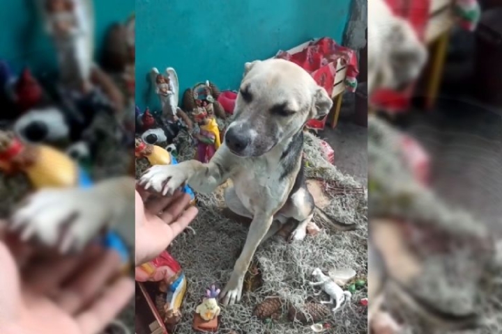 Perrito se queda dormido en el nacimiento