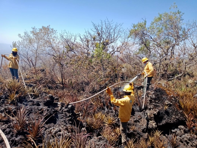 Liquidan incendio forestal en el paraje &#039;La Pera&#039; de Tepoztlán