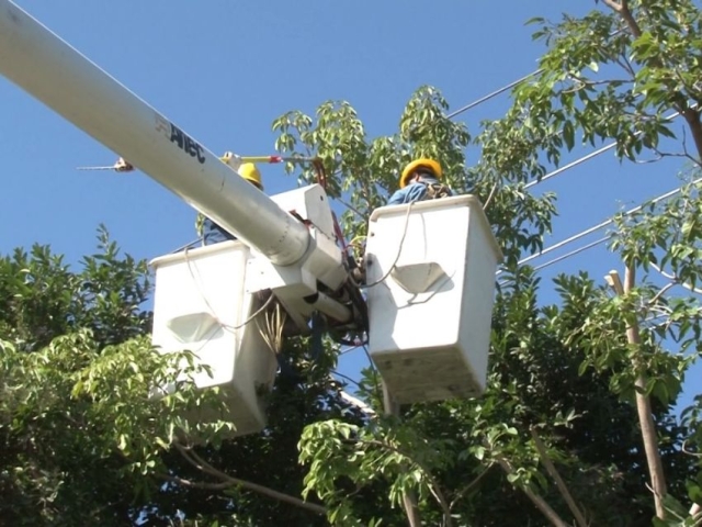 CFE continuará poda de árboles