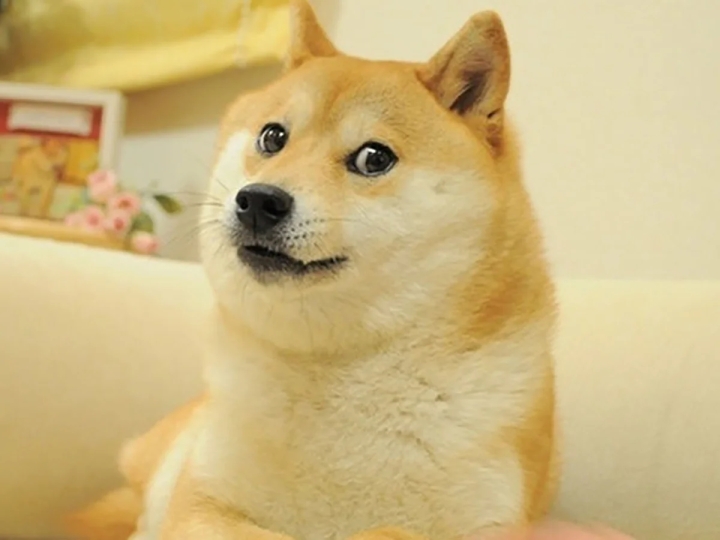 La famosa perrita Kabosu, imagen del meme Doge, está muy enferma