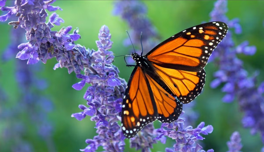 Cómo atraer mariposas a tu jardín: Tres plantas esenciales para crear un santuario natural