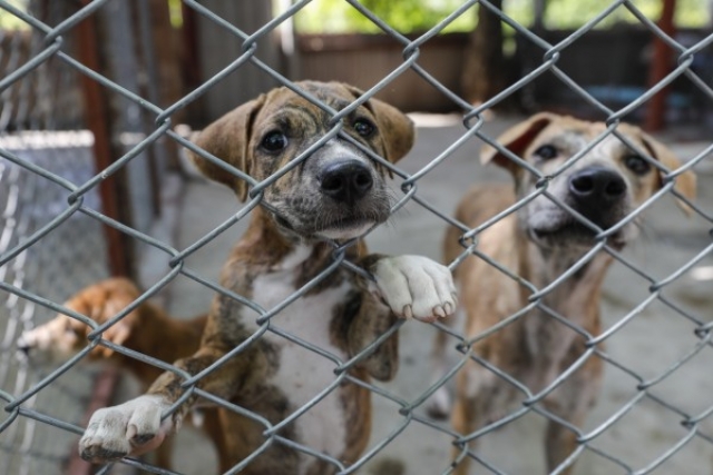 Pocas denuncias por maltrato animal