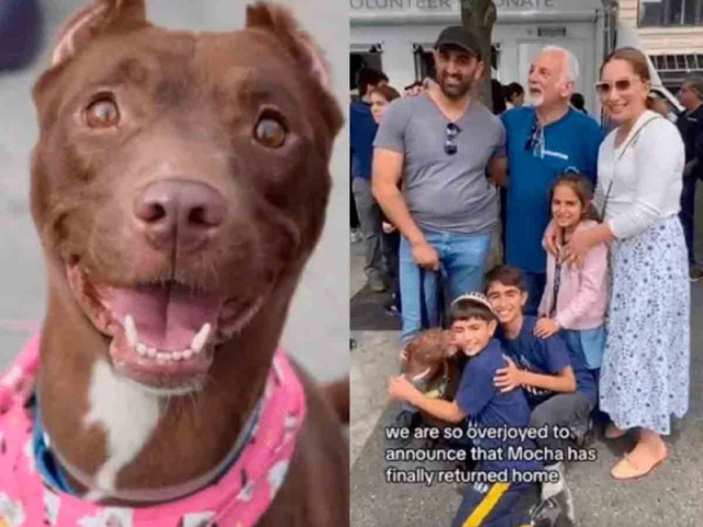 Perrita perdida se reencuentra con su familia en un evento de adopción