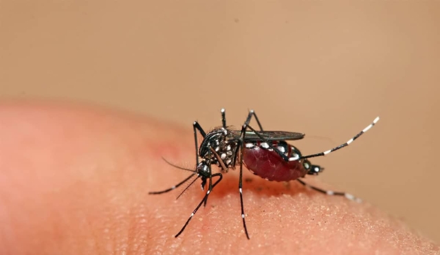Reportan aumento de casos de dengue en el poniente