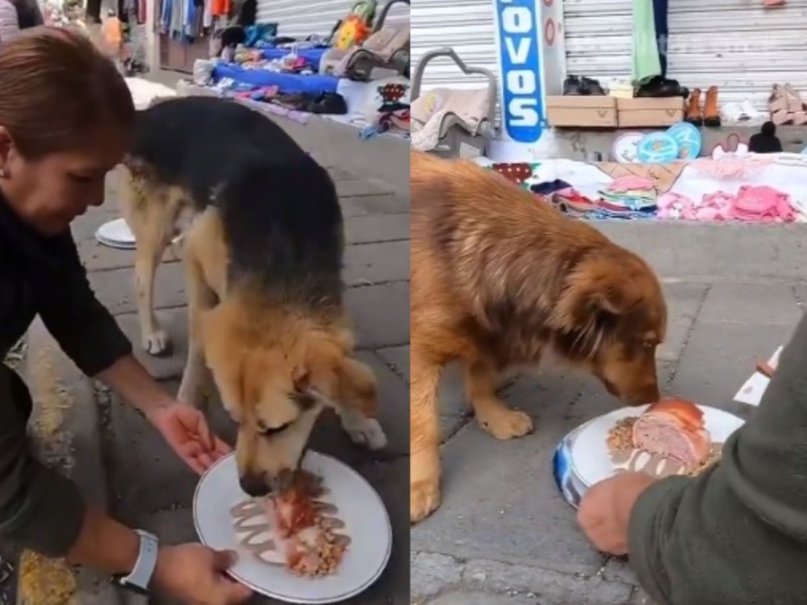 Fundación reparte 'perripierna' a perritos callejeros y conmueve internet
