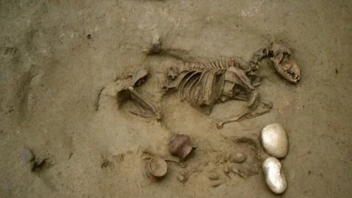 Descubren en Italia antiguos entierros humanos con animales